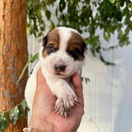Gerry - Red speckled male Australian Cattle Dog puppy in Sahuarita, Arizona from A2 Australian Cattle Dogs