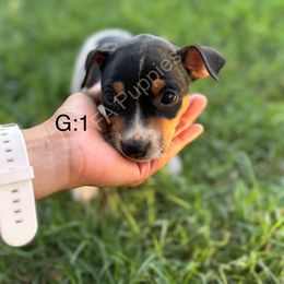 Bells - Black tan and white female Rat Terrier puppy in Idalou, Texas from FA Puppies