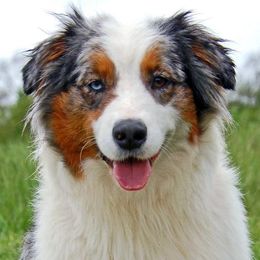 Gaga - Australian Shepherd