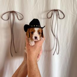 Ryder - Blenheim male Cavalier King Charles Spaniel puppy in Vaughn, Montana from Alpine Cavaliers