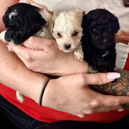 Maltipoo and Poodle Puppies from Little Toy Poodles