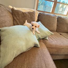 Conrad AKC - Parti male Yorkshire Terrier puppy in Nesbit, Mississippi from Bluff City Yorkies