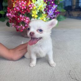 Chihuahua Puppies from Sugar Cookie Chihuahuas