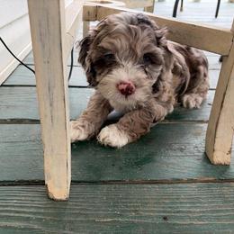 Saint - Merle male Cockapoo puppy in Lillington, North Carolina from Peace, Love, and Puppies at the Creek