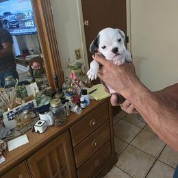 1 - Red brindle male Bulldog puppy in Sarasota, Florida from Chazzerdog Bulldogs