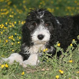 Amy - Black and white Aussiedoodle puppy in Four Oaks, North Carolina from RoseWest Farms