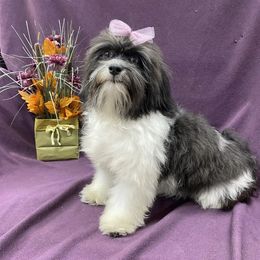 Vanna - Havanese