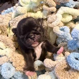 Lilly (white) - Silver female Pug puppy in Hereford, Arizona from Broken Road Ranch Pugs