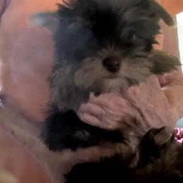 Puppy 2 - Chocolate and tan male Yorkshire Terrier puppy in Elizabeth, Indiana from Dwayne’s Yorkshire Terriers
