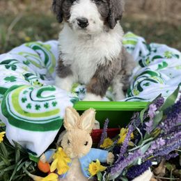 Bernedoodle Puppies from Doodles & Spice