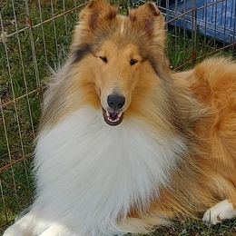 Collies from Special Collies