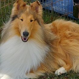 Collies from Special Collies