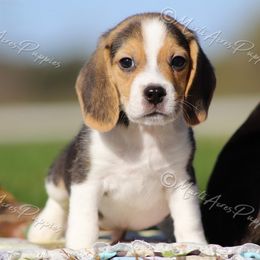 AKC 'Jack' 13 inch - Black tan and white male Beagle puppy in Lamar, Missouri from Marti Acres ~ Boston Terrier & Beagles