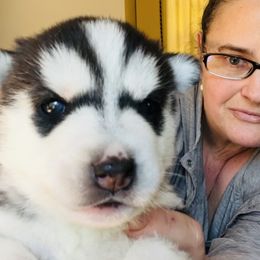 Boy 1 - Siberian Husky puppy from Sassenach Siberians