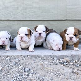 Bulldog Puppies from Fields’ Folly