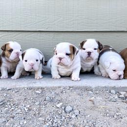 Bulldog Puppies from Fields’ Folly