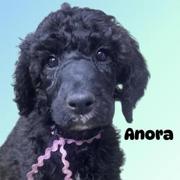 Anora - Black female Poodle puppy in Baltimore, Maryland from Steinrock’s Standards