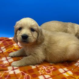 Boy 3 - Dark golden male Golden Retriever puppy in Spanaway, Washington from 11 Oaks Kennels