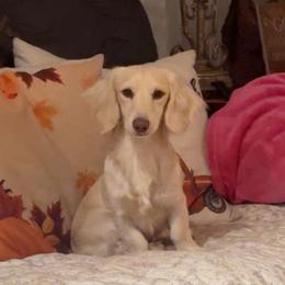 Rufus - Dachshund