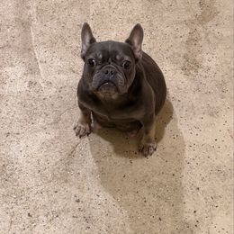 Blue - French Bulldog