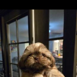 Shih Tzu puppies from Sara's Shih Tzus