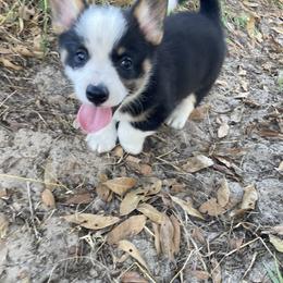 American Corgi and Pembroke Welsh Corgi Puppies from Swell Corgis
