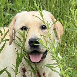 Mayla - Labrador Retriever