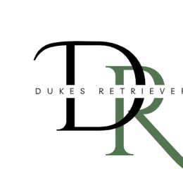 Labrador Retrievers from Dukes Retirevers