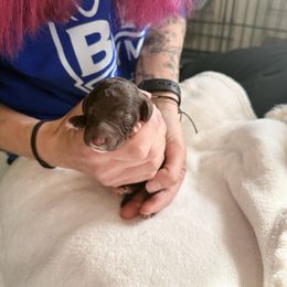 Chocolate Female (white sock) - Brown female Poodle puppy in Mendenhall, Mississippi from Red Bayou Kennels, LLC