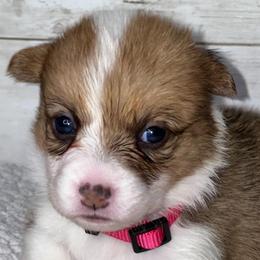 Girl 3 - White and red female Pembroke Welsh Corgi puppy in Dickinson, Texas from Gulf Coast Corgis