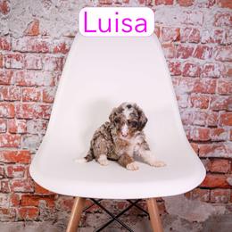 Luisa - female Aussiedoodle puppy in Calhoun, Georgia from Happy Top Doodles