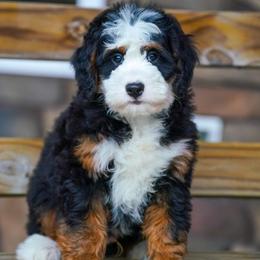 Spanky (socialization program student) - Tri-color male Bernedoodle puppy in Dundee, Ohio from Down Home Doodle