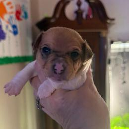 Pup 1 - White and tan male Toy Fox Terrier puppy in Clermont, Florida from Debbie Hiles's Toy Fox Terriers