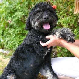 Marley - Bernedoodle