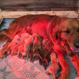 Boy 1 - Golden male Golden Retriever puppy in Mt Solon, Virginia from Emma's Golden Puppers