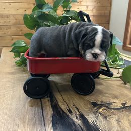 Baby Ruth - Blue tri-color female Bulldog puppy in Hastings, Minnesota from Spot On