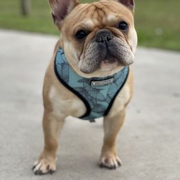 Tito - French Bulldog