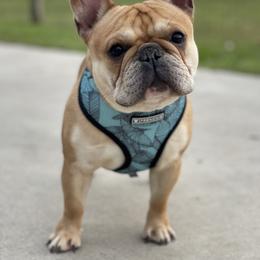 Tito - French Bulldog
