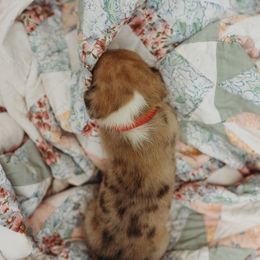 American Corgi and Pembroke Welsh Corgi Puppies from Dollhouse Farm