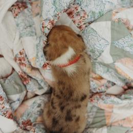 American Corgi and Pembroke Welsh Corgi Puppies from Dollhouse Farm