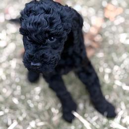 Girl 5 - Phantom female Goldendoodle puppy in Washington, Illinois from Lola Bear Goldendoodles