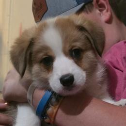 HANCOCK - Sable male Pembroke Welsh Corgi puppy in Pilot Rock, Oregon from L2H Corgi's