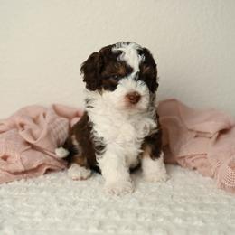 Glory - Red tri-color female Aussiedoodle puppy in Lincoln, California from Frenchie LOVE and Doodles