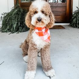 Waylon - Goldendoodle