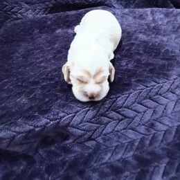 Cocker Spaniel Puppies from Hartwell Cocker Spaniel Kennel