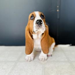 Basset Hound Puppies from Central Kentucky Basset Hounds