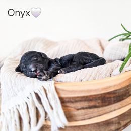 Girl 9 - Black female Poodle puppy in Gaylord, Michigan from Dog Mom Co. Poodles