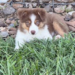 AKC Reba 'RUNT' - Red tri-color female Australian Shepherd puppy in Call, Tx, Texas from Stover's Australian Shepherd's, LLC