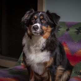 Kiah - Miniature Australian Shepherd