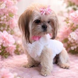Phoebe - Shih Tzu